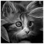 Cat 94 icon