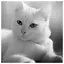 Cat 56 icon