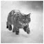 Cat 59 icon