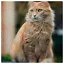Cat 8 icon