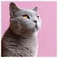 Cat 7 icon