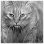 Cat 99 icon