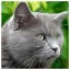 Cat 37 icon