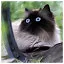Cat 25 icon