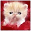 Cat 50 icon