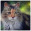 Cat 48 icon
