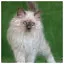 Cat 22 icon