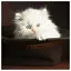 Cat 4 icon