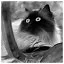 Cat 75 icon