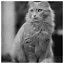 Cat 58 icon