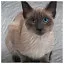 Cat 32 icon