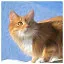 Cat 34 icon