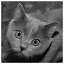 Cat 89 icon