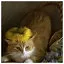 Cat 23 icon