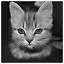 Cat 77 icon