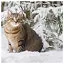 Cat 18 icon