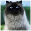 Cat 14 icon