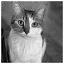 Cat 97 icon