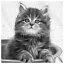Cat 67 icon