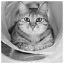 Cat 55 icon