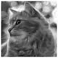 Cat 86 icon