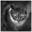 Cat 96 icon