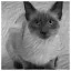 Cat 82 icon