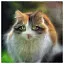 Cat 28 icon