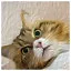 Cat 45 icon