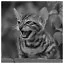 Cat 66 icon
