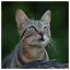 Cat 40 icon