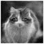 Cat 78 icon