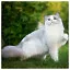 Cat 21 icon