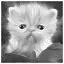 Cat 100 icon