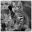 Cat 69 icon
