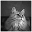 Cat 83 icon