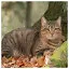 Cat 20 icon