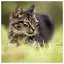 Cat 2 icon