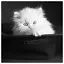 Cat 54 icon