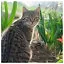Cat 11 icon
