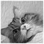 Cat 95 icon