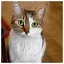 Cat 47 icon