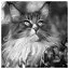 Cat 80 icon