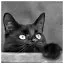 Cat 93 icon