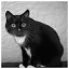 Cat 74 icon