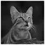 Cat 90 icon