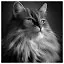Cat 88 icon