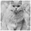 Cat 62 icon