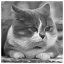 Cat 91 icon