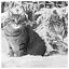 Cat 68 icon